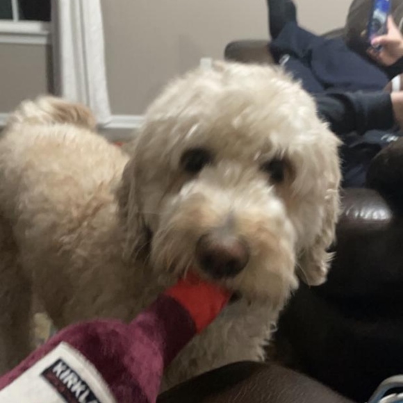 Meet your Posher, Tiana - Picture 1 of 1